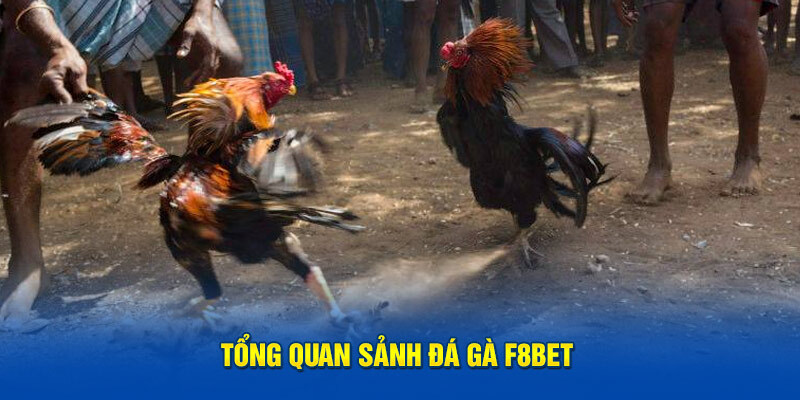 F8BET – Nhà Cái Cá Cược Cực Kỳ Uy Tín Tại Thị Trường Việt Nam